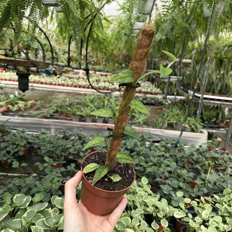 Epipremnum pinnatum Yellow Mint