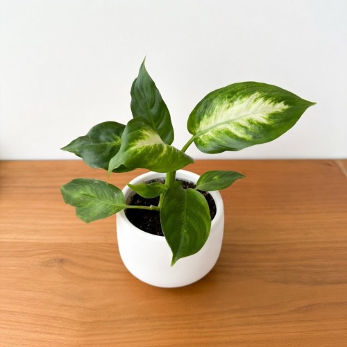 Dieffenbachia Camilla Difenbachia P6