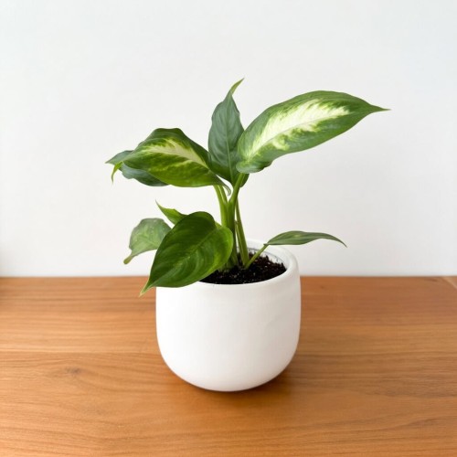 Dieffenbachia Camilla Difenbachia P6
