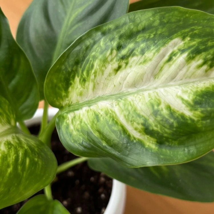 Dieffenbachia Camilla Difenbachia P6