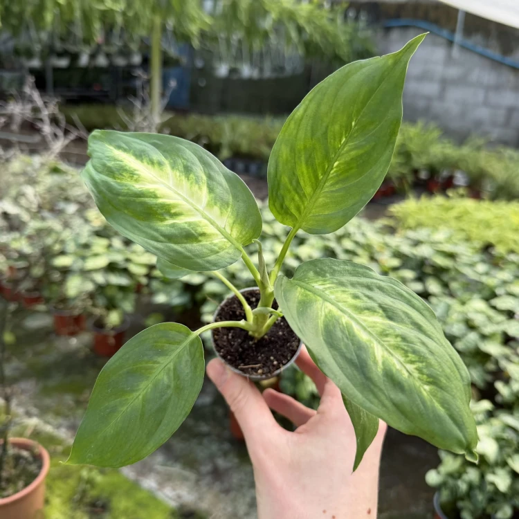 Dieffenbachia Camilla Difenbachia P6