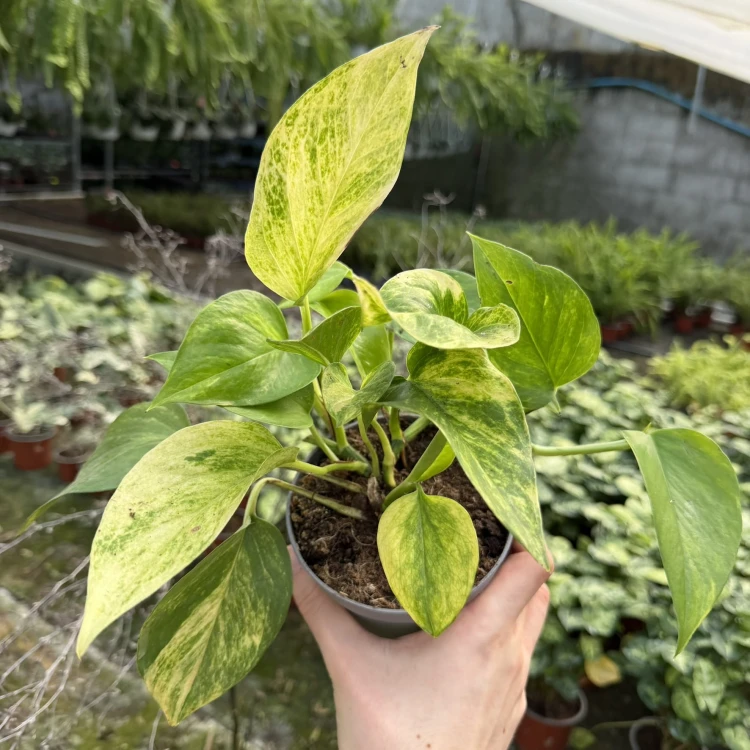 Epipremnum Neon Queen P12