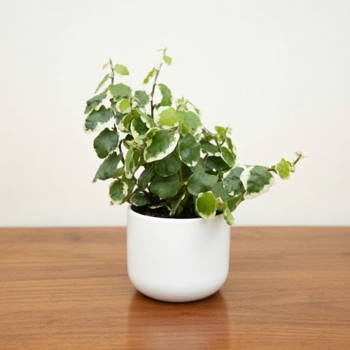 Ficus pumila Bellus Fikus pnący P6