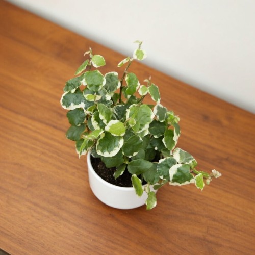 Ficus pumila Bellus Fikus pnący P6