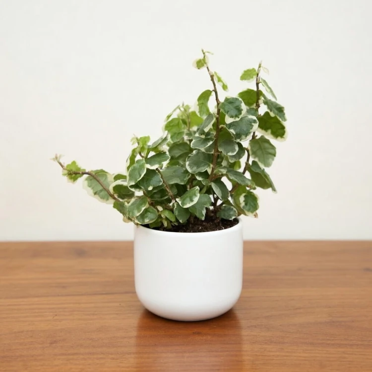 Ficus pumila Bellus Fikus pnący P6