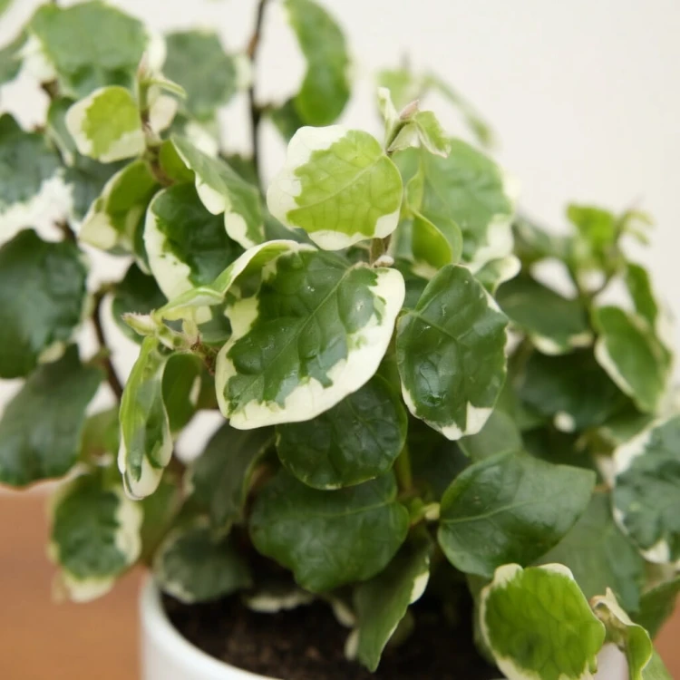 Ficus pumila Bellus Fikus pnący P6