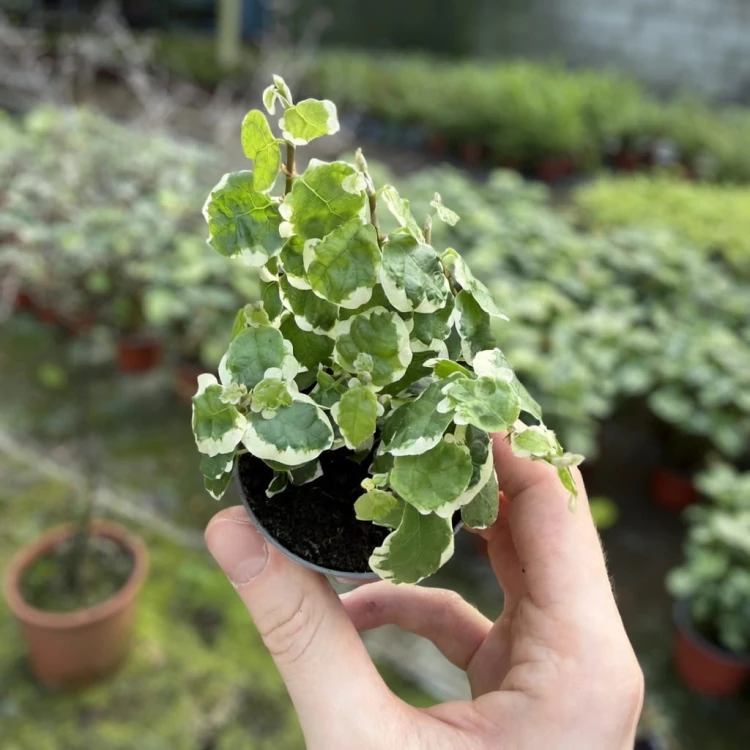 Ficus pumila Bellus Fikus pnący P6