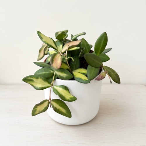 Hoya burtoniae variegata Hoja (DS-70) P12