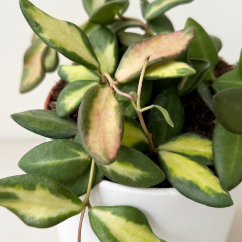 Hoya burtoniae variegata Hoja (DS-70) P12