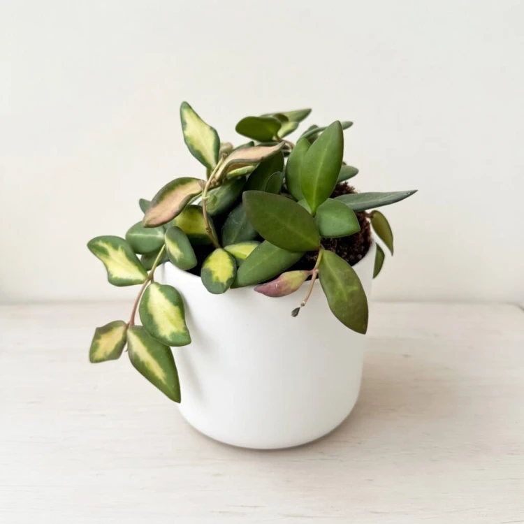 Hoya burtoniae variegata Hoja (DS-70) P12