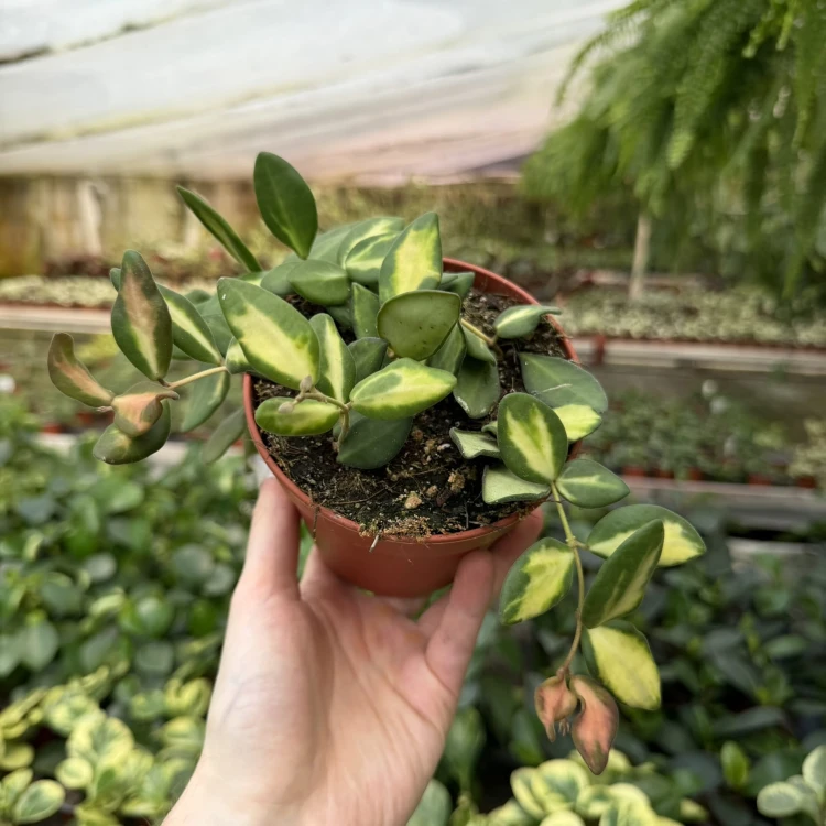 Hoya burtoniae variegata Hoja (DS-70) P12