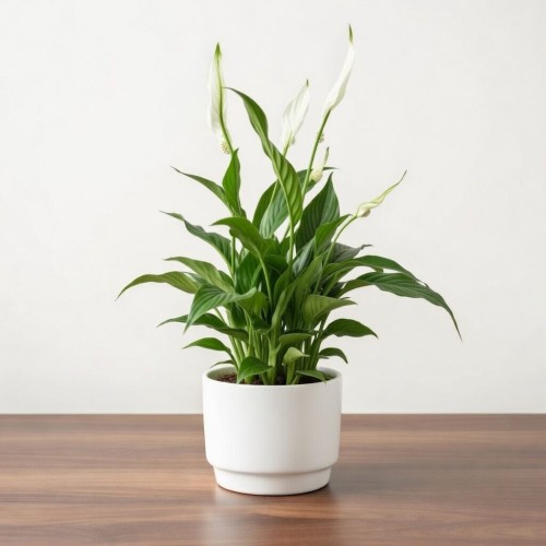 Spathiphyllum Mozart Skrzydłokwiat P12