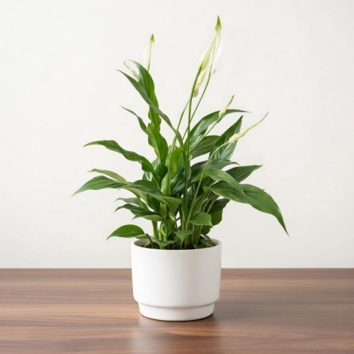 Spathiphyllum Mozart Skrzydłokwiat P12