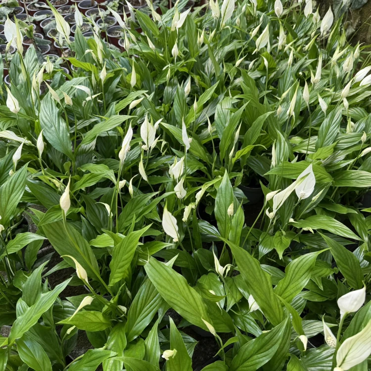 Spathiphyllum Mozart Skrzydłokwiat P12