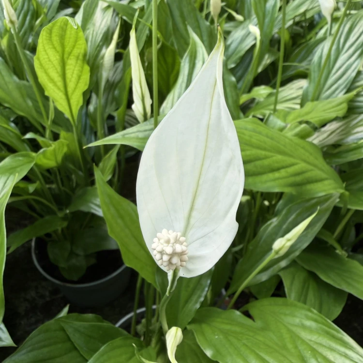 Spathiphyllum Mozart Skrzydłokwiat P12
