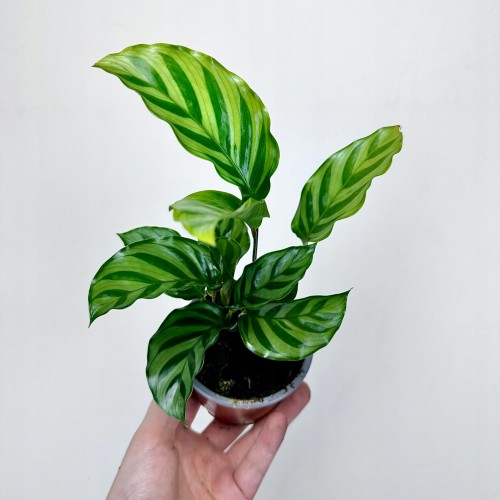 Calathea concinna Freddie Kalatea #1