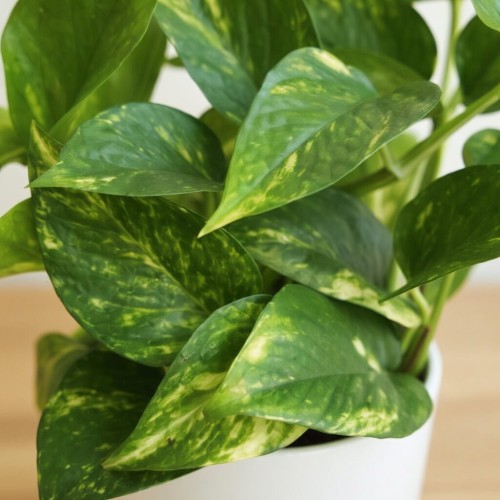 Epipremnum pinnatum Aureum złociste P12