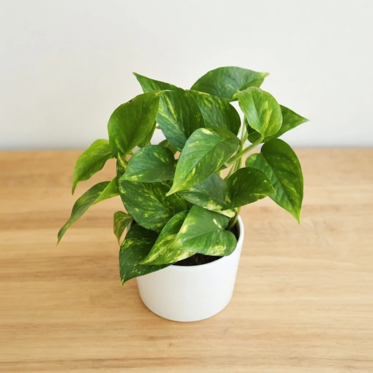 Epipremnum pinnatum Aureum złociste P12
