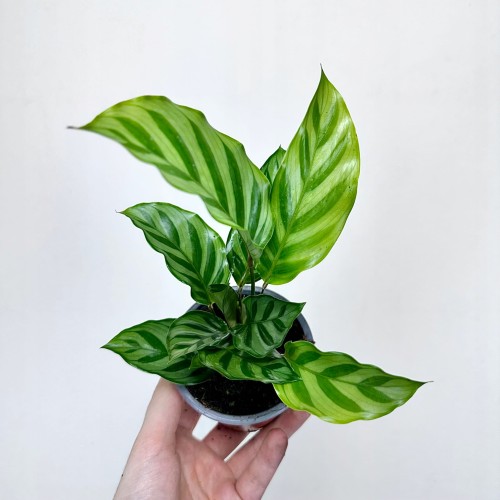 Calathea concinna Freddie Kalatea #2