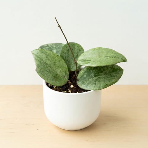 Hoya verticillata Nganjuk Hoja P11