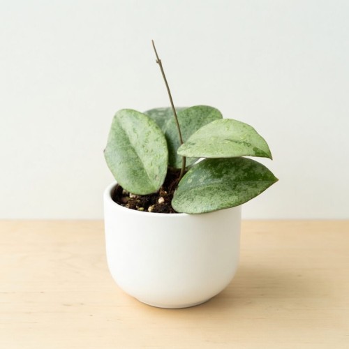 Hoya verticillata Nganjuk Hoja P11