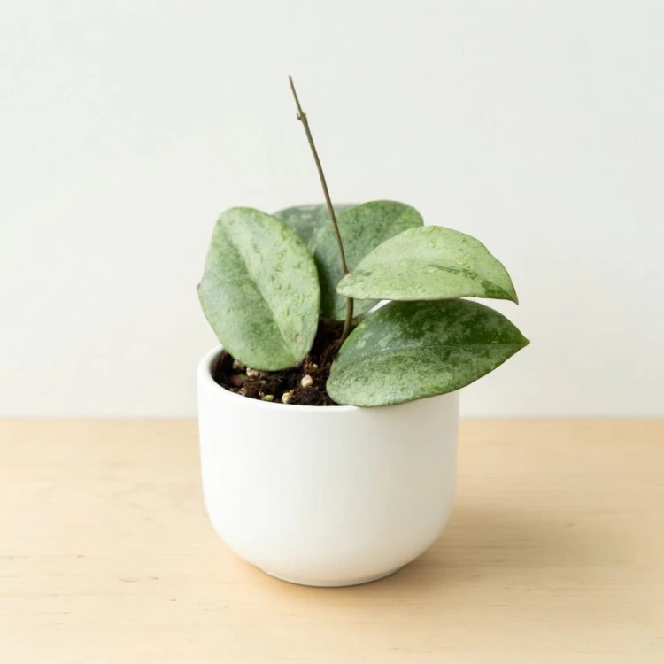 Hoya verticillata Nganjuk Hoja P11