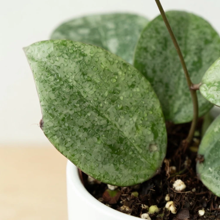 Hoya verticillata Nganjuk Hoja P11
