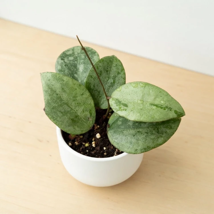 Hoya verticillata Nganjuk Hoja P11