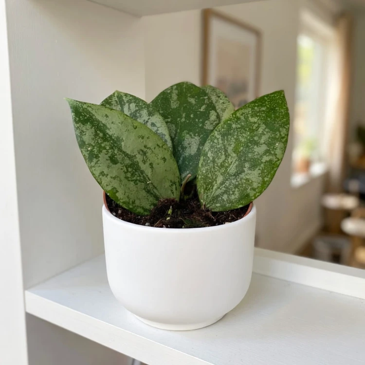 Hoya verticillata Nganjuk Hoja P11