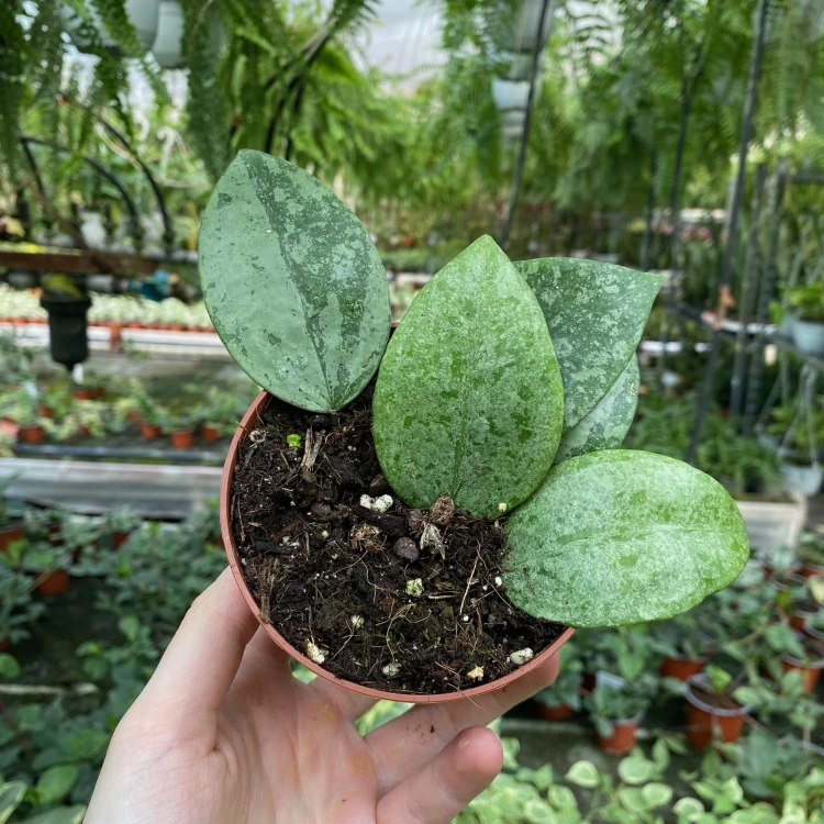 Hoya verticillata Nganjuk Hoja P11