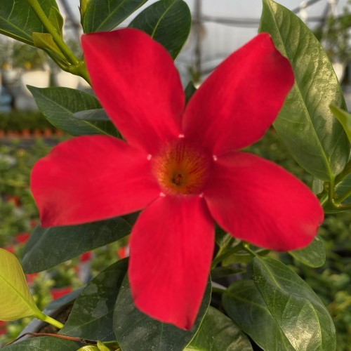 Mandevilla Sundaville Bella Scarlet Dipladenia