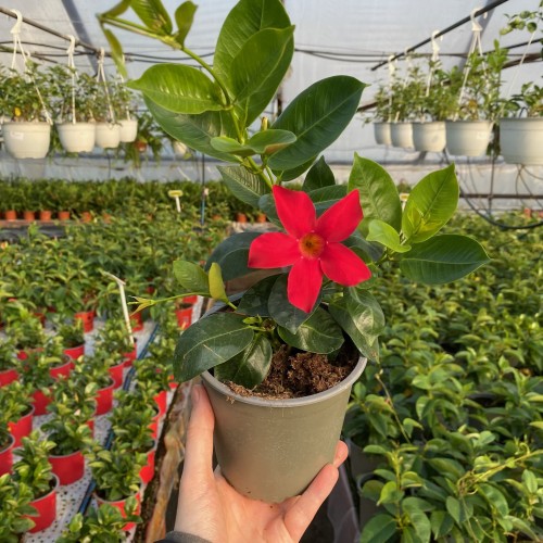 Mandevilla Sundaville Bella Scarlet Dipladenia