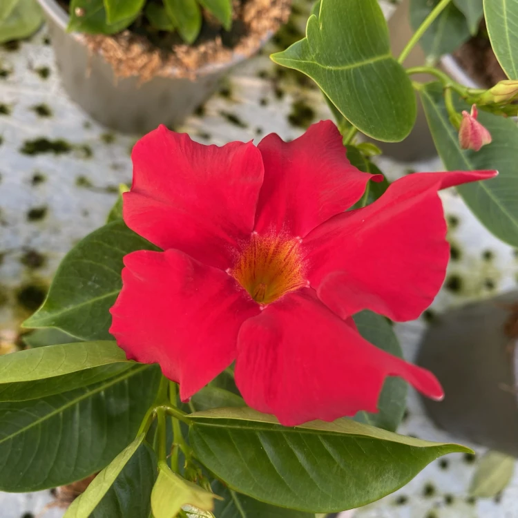 Mandevilla Sundaville Bella Scarlet Dipladenia