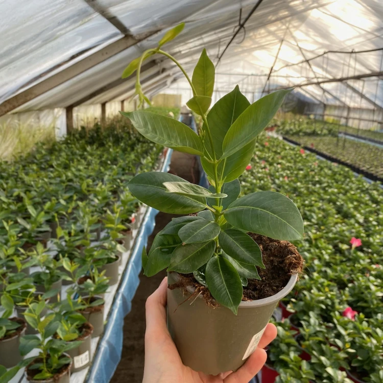 Mandevilla Sundaville Bella Scarlet Dipladenia