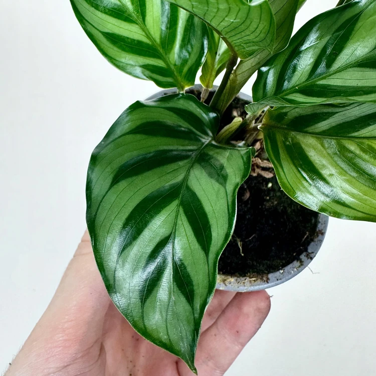 Calathea concinna Freddie Kalatea #3