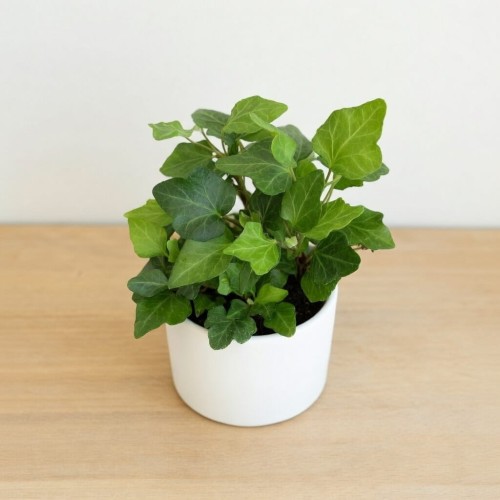 Hedera helix bluszcz zielony P9