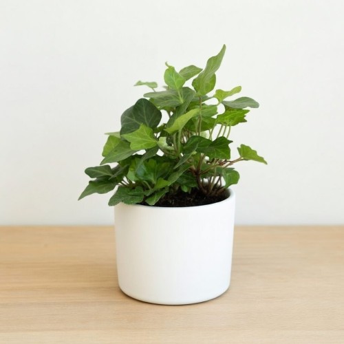 Hedera helix bluszcz zielony P9