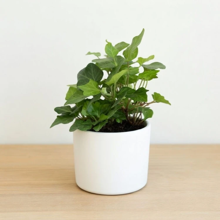 Hedera helix bluszcz zielony P9