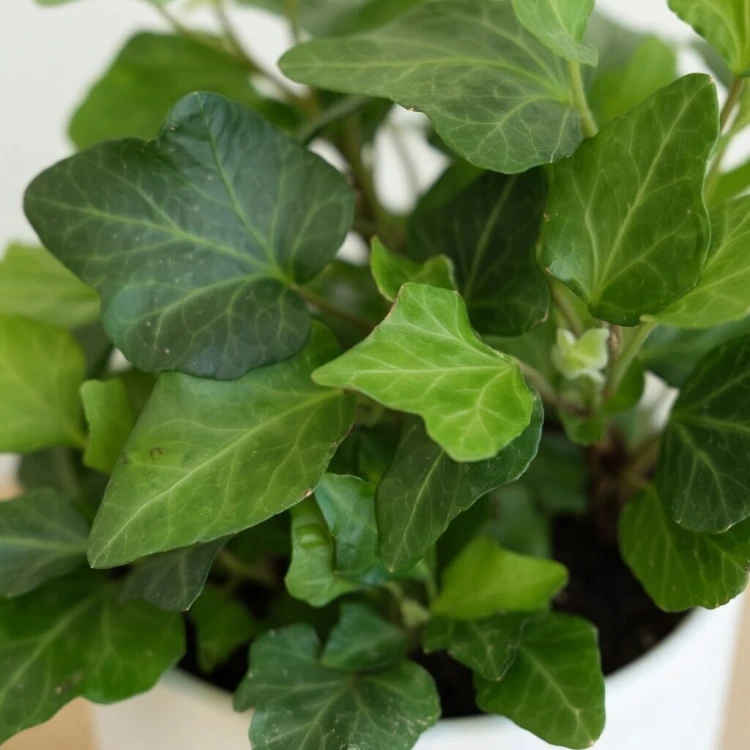 Hedera helix bluszcz zielony P9