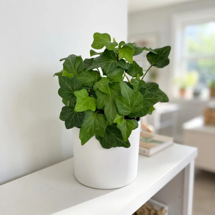 Hedera helix bluszcz zielony P9