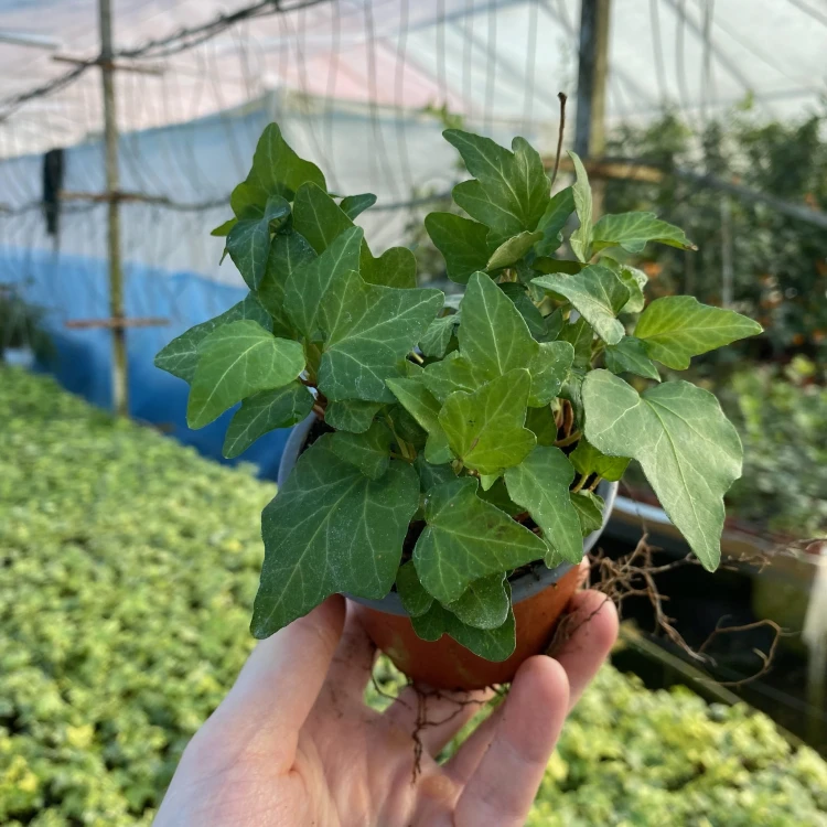 Hedera helix bluszcz zielony P9