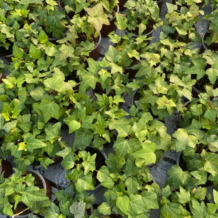 Hedera helix bluszcz zielony P9