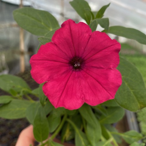Supertunia Vista Fuchsia