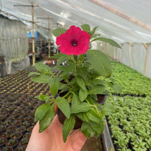 Supertunia Vista Fuchsia