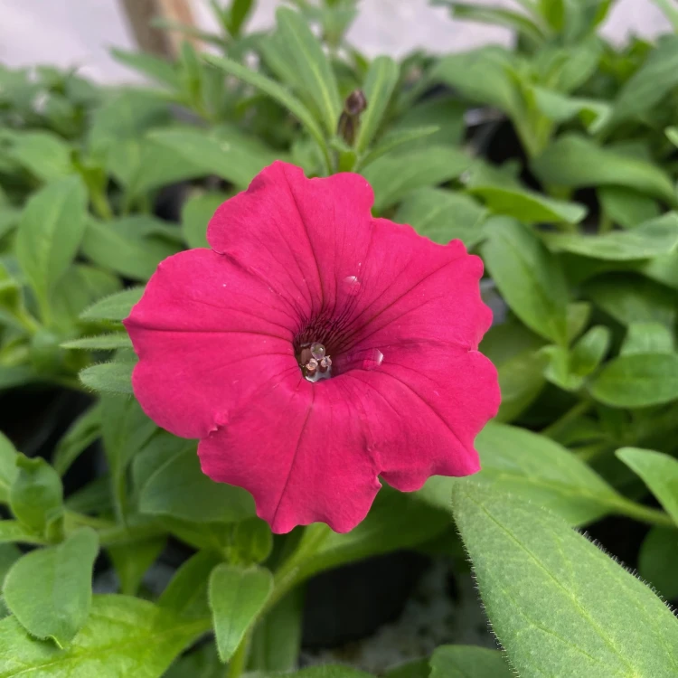 Supertunia Vista Fuchsia