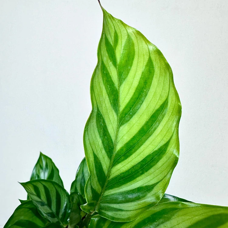 Calathea concinna Freddie Kalatea #4