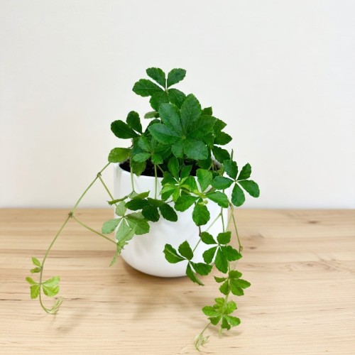 Cissus Striata Cisus Palczasty P9