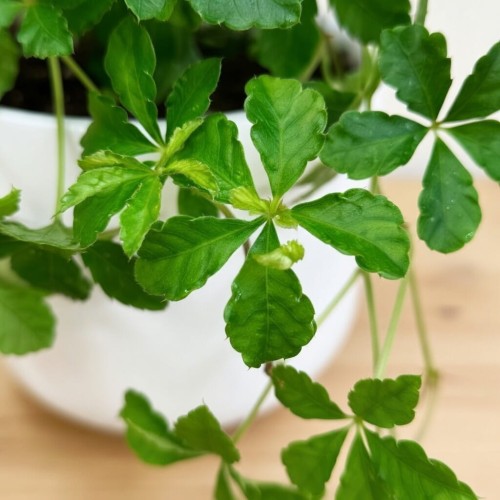 Cissus Striata Cisus Palczasty P9