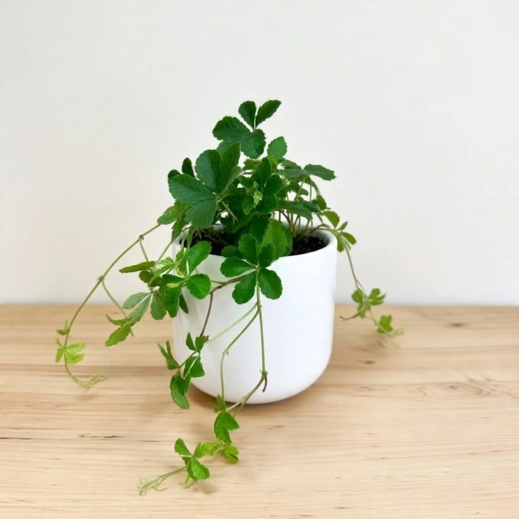 Cissus Striata Cisus Palczasty P9