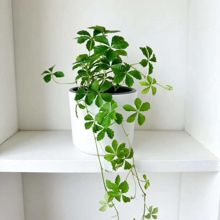 Cissus Striata Cisus Palczasty P9